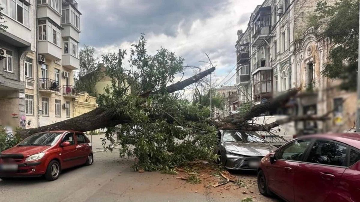 На Ярославской перекрыли движение из-за упавшего дерева